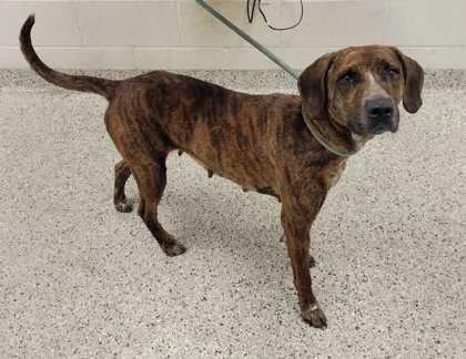 An adult large-sized female Brown / Chocolate Hound dog named Sawyer Marie for adoption in Kansas City, MO