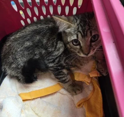 A baby small-sized male Domestic Short Hair cat named Donegal for adoption in Sacramento, CA