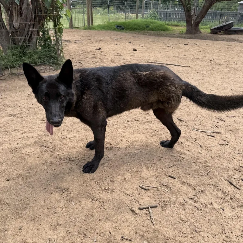 An adult medium-sized male Black German Shepherd Dog named Ollie for adoption in Seguin, TX
