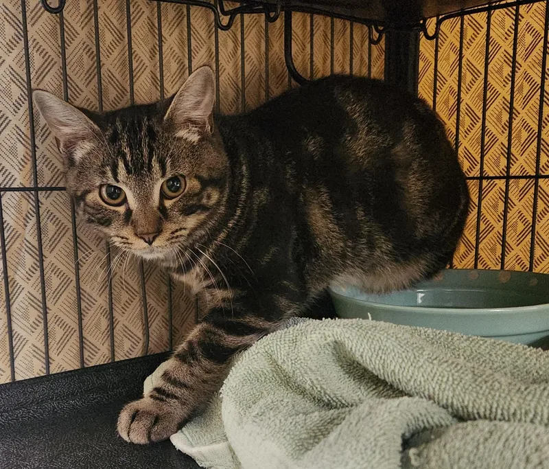 A baby medium-sized male Tabby (Brown / Chocolate) Domestic Short Hair cat named Mufasa for adoption in Clayton, NJ