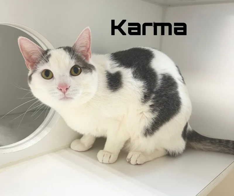An adult large-sized male Gray & White Domestic Short Hair cat named Karma for adoption in Rochester, IN