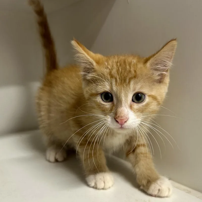 A baby small-sized male Domestic Short Hair cat named Leroy for adoption in St Joseph, MO