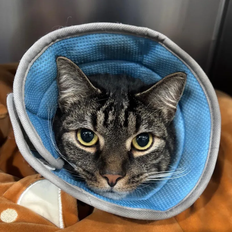 An adult large-sized male Gray / Blue / Silver Domestic Short Hair cat named Attenborough for adoption in Fairmont, WV