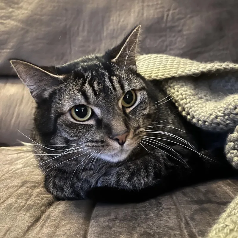 Attenborough thumbnail 4