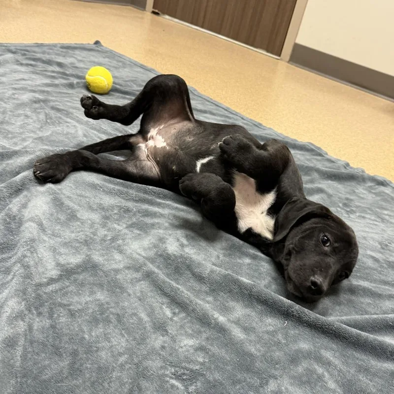 A baby medium-sized female Pit Bull Terrier dog named Brooke for adoption in Brenham, TX
