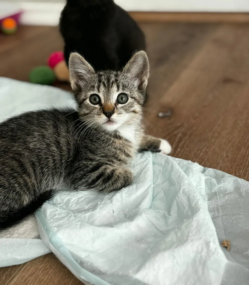 A baby medium-sized female Tabby (Gray / Blue / Silver) Domestic Short Hair cat named Madison for adoption in Pacific Palisades, CA
