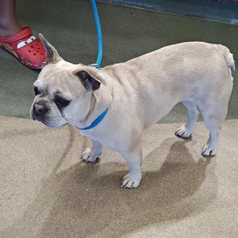 An adult medium-sized female White / Cream French Bulldog dog named Iepastray for adoption in Upland, CA