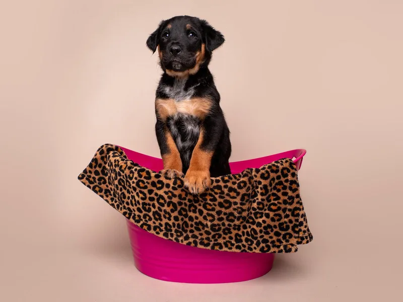 Crime: Felony thumbnail 2