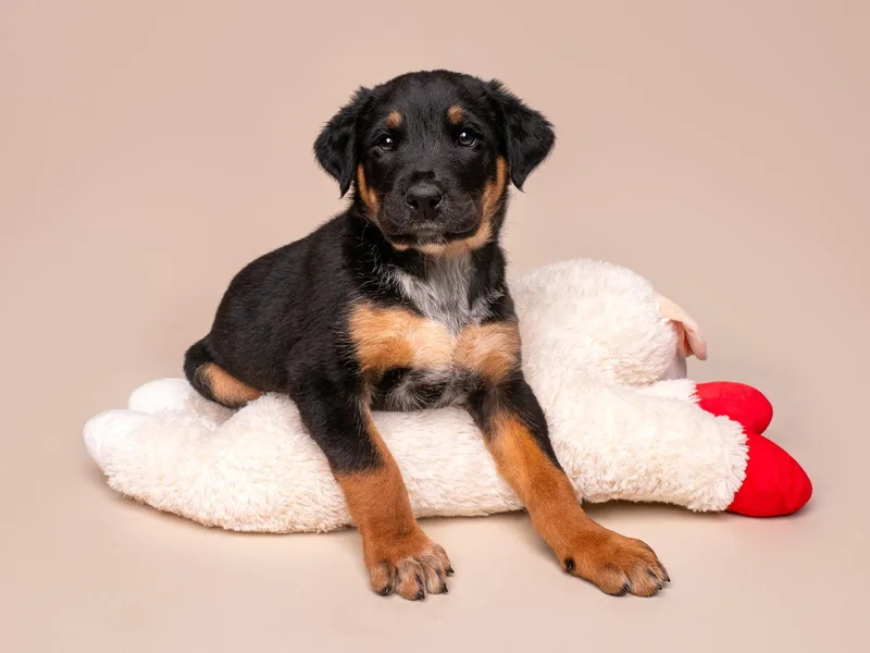 Crime: Felony thumbnail 3