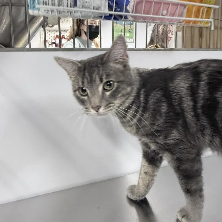 An adult medium-sized male Gray / Blue / Silver Domestic Short Hair cat named Dino for adoption in New York, NY