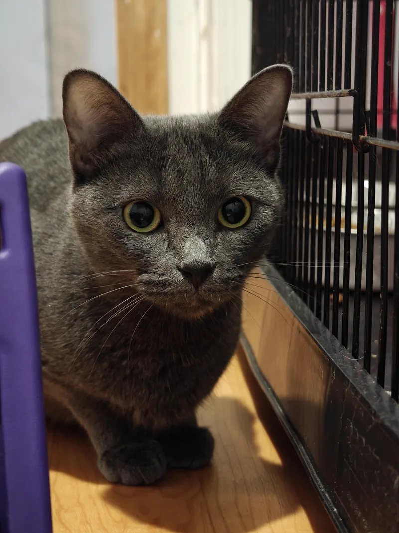 An adult medium-sized female Gray / Blue / Silver Domestic Short Hair cat named Bo Chi for adoption in New Britain, CT