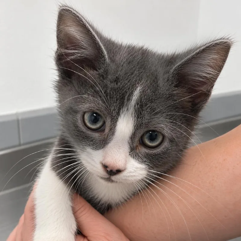 A baby small-sized female Gray / Blue / Silver Russian Blue cat named Roberta for adoption in Austin, TX