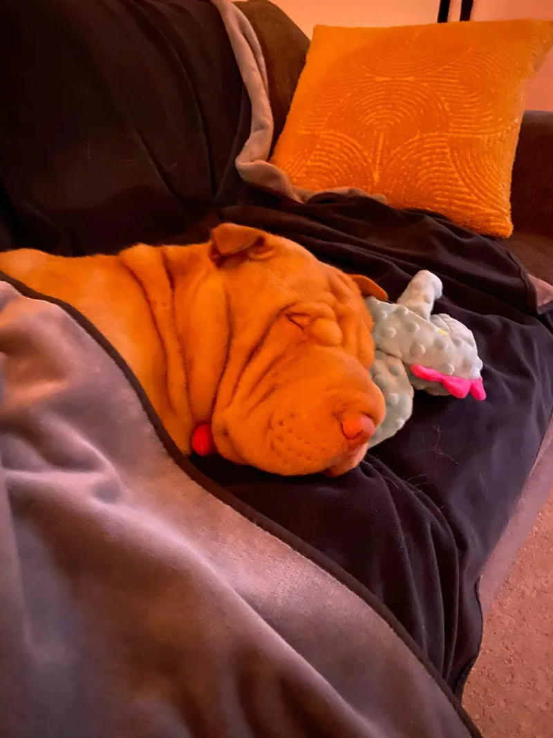 An adult medium-sized female Shar-Pei dog named Julia for adoption in Pflugerville, TX