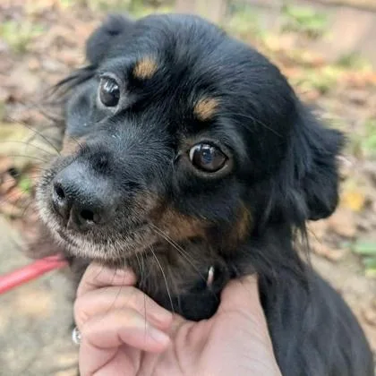 An adult medium-sized female Shetland Sheepdog / Sheltie dog named Cherish for adoption in Elk Grove Village, IL