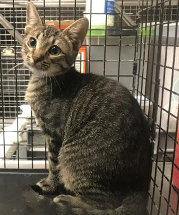 A baby small-sized female Domestic Short Hair cat named Celine for adoption in Conroe, TX