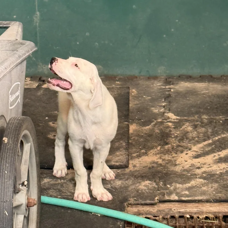 A baby large-sized male White / Cream Great Pyrenees dog named Smooth Sam for adoption in Sadler, TX