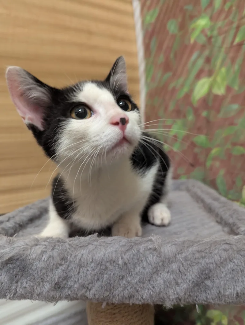 A baby medium-sized male Black & White / Tuxedo Domestic Short Hair cat named Inky for adoption in Medford, NJ