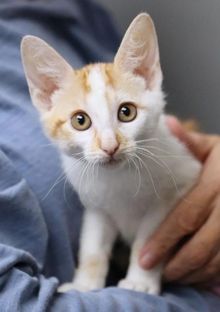 A baby medium-sized male Domestic Short Hair cat named Woolie for adoption in Kansas City, KS