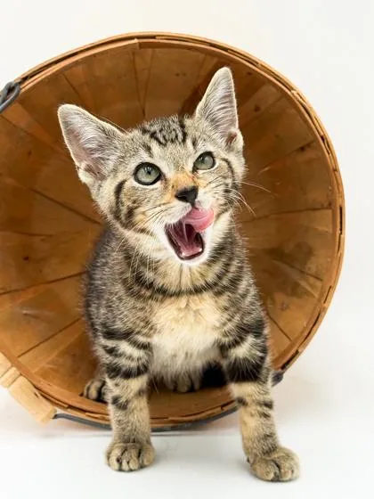 A young small-sized male Domestic Short Hair cat named Apollo for adoption in Bowling Green, KY