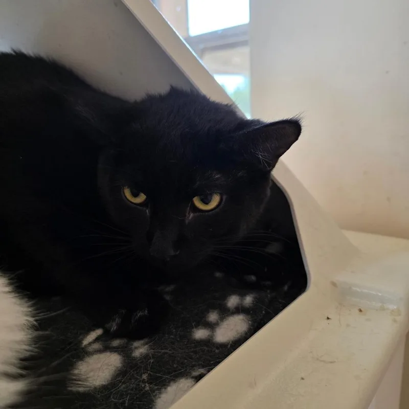 A young medium-sized male Black Domestic Short Hair cat named Denim for adoption in Kanab, UT