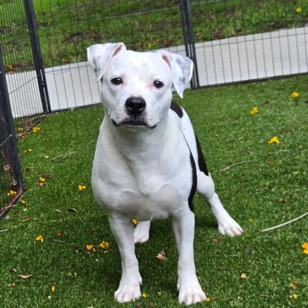 A young medium-sized female White / Cream Mixed Breed dog named Paste for adoption in LOXAHATCHEE, FL