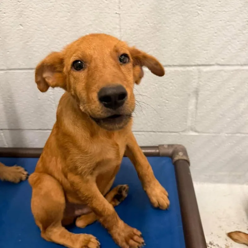 A baby small-sized male Shepherd dog named Dee for adoption in Bastrop, TX