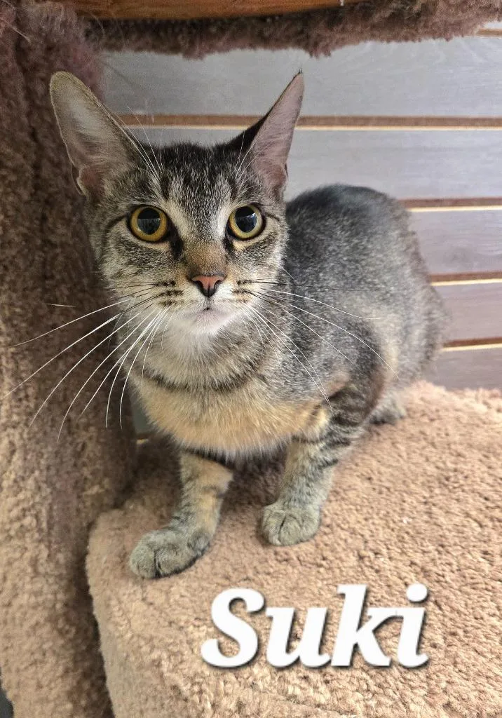 Suki