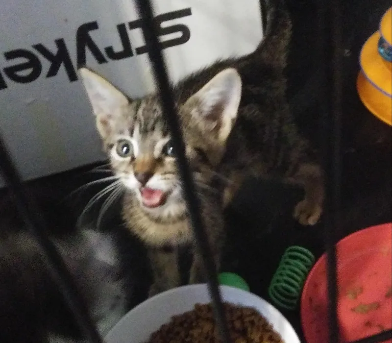 A baby medium-sized male Tabby (Brown / Chocolate) Domestic Short Hair cat named Herschel  one of for adoption in Port Wentworth, GA