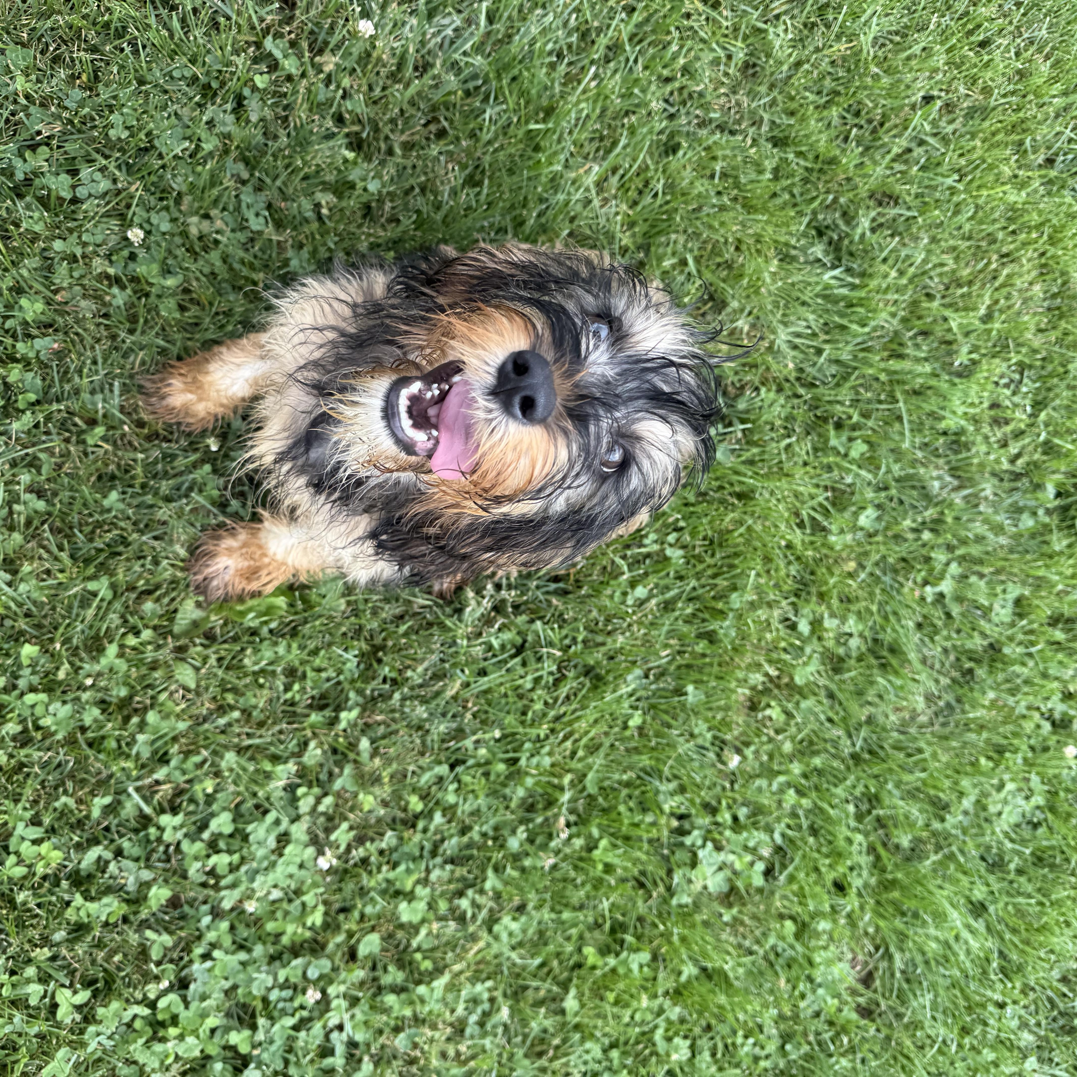 A young medium-sized male Cavapoo dog named Waffles for adoption in Brazil, IN