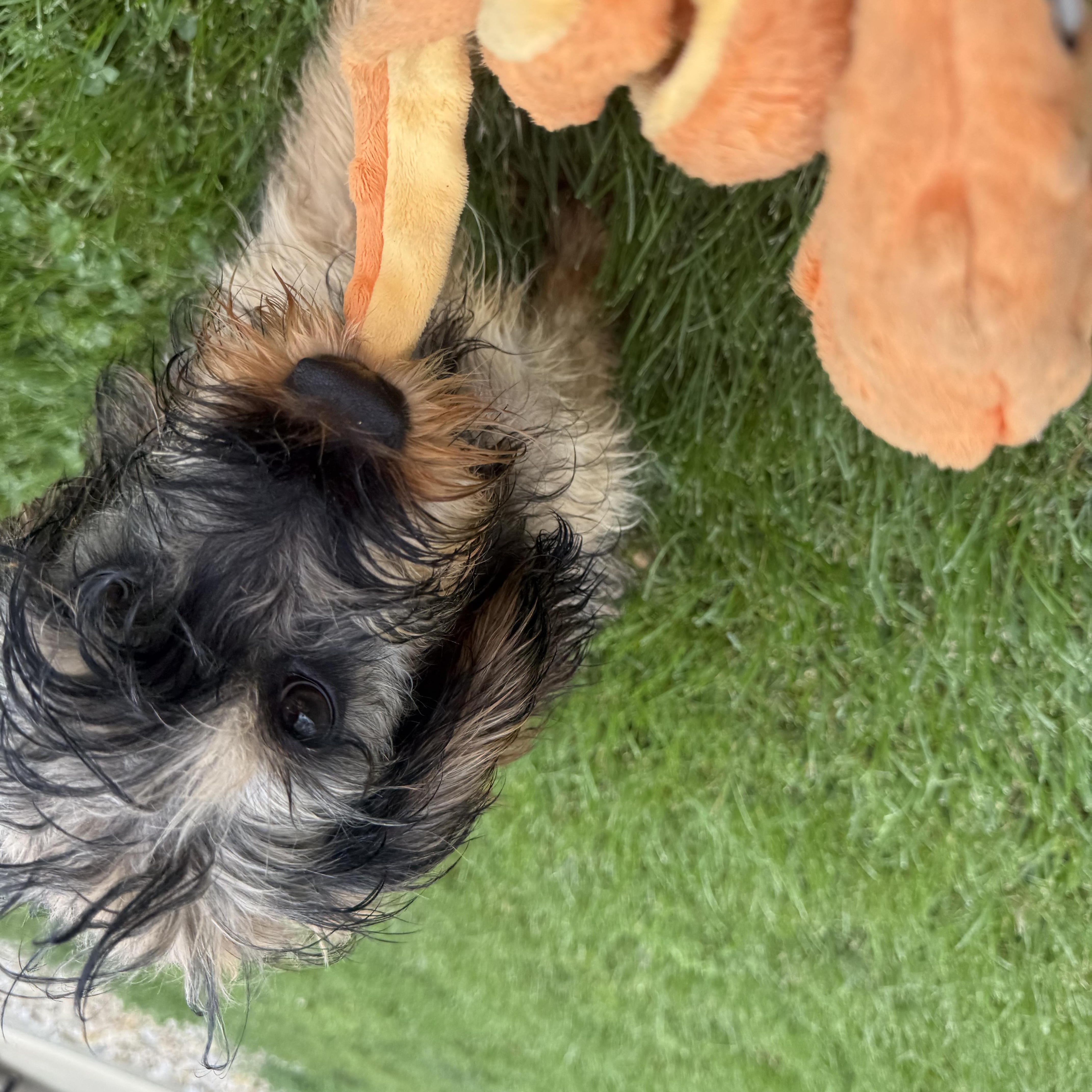 Waffles thumbnail 3