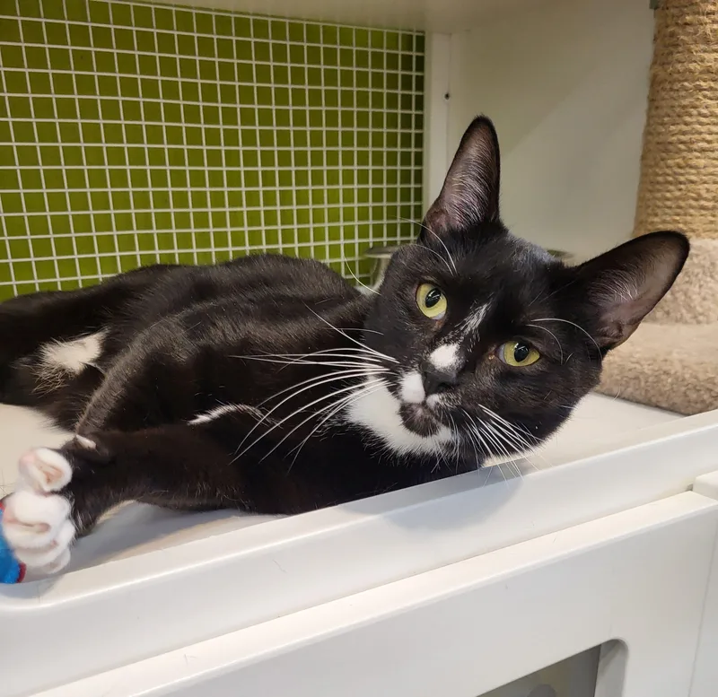 An adult medium-sized male Black & White / Tuxedo Domestic Short Hair cat named Smokey for adoption in Lodi, CA