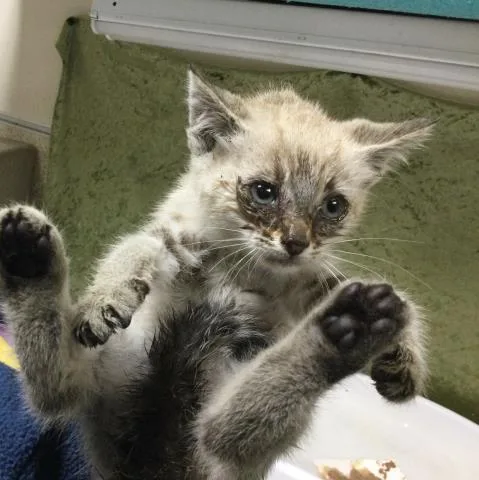 A baby small-sized female Domestic Short Hair cat named Stem for adoption in Riverside, CA