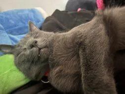 An adult small-sized male Domestic Short Hair cat named Shade for adoption in West Chester, PA