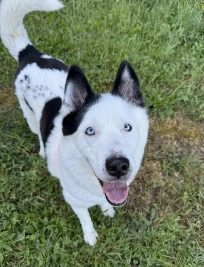 An adult large-sized female Siberian Husky dog named Marina for adoption in Burlington, WA
