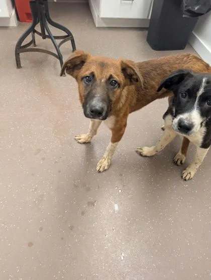 A baby medium-sized male Mixed Breed dog named Murphy for adoption in South Bend, IN