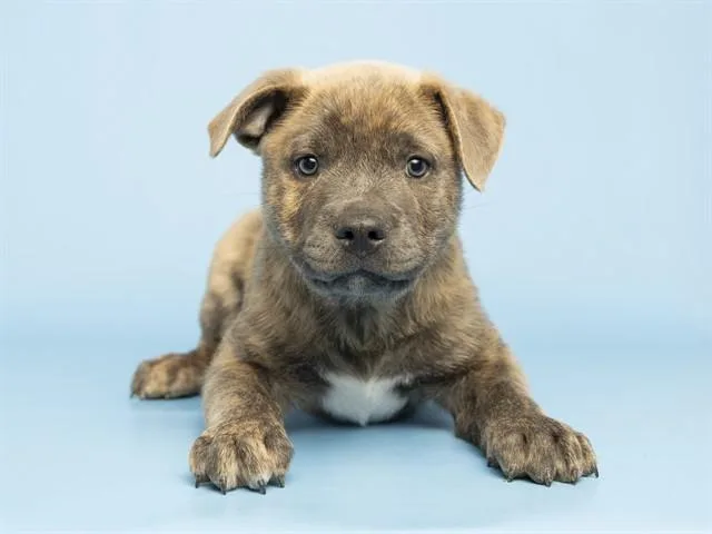 A baby small-sized male Pit Bull Terrier dog named Parmesan for adoption in Phoenix, AZ