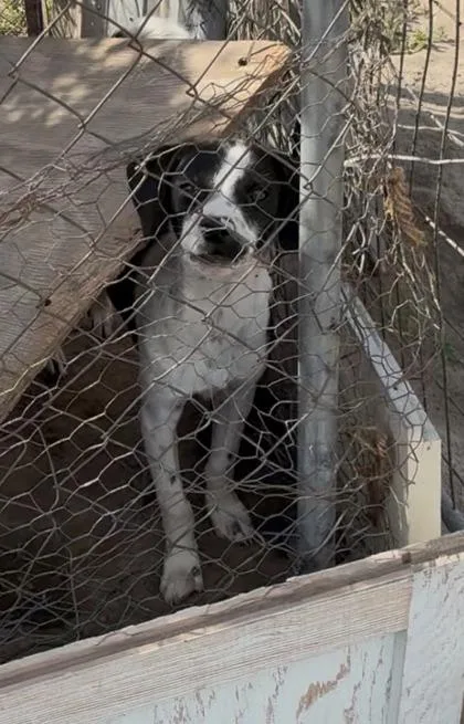 A baby medium-sized male Mixed Breed dog named Little Joe for adoption in Fresno, CA