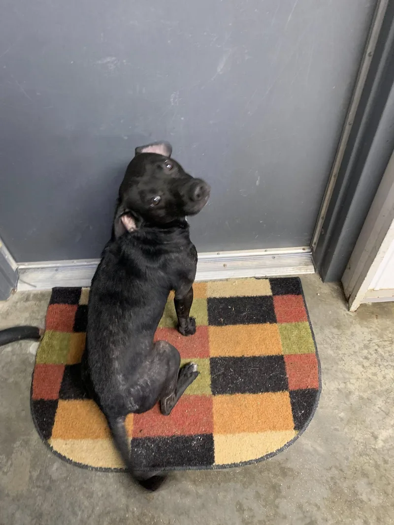 An adult medium-sized male Rat Terrier dog named Ruckus for adoption in Fairfield, IL