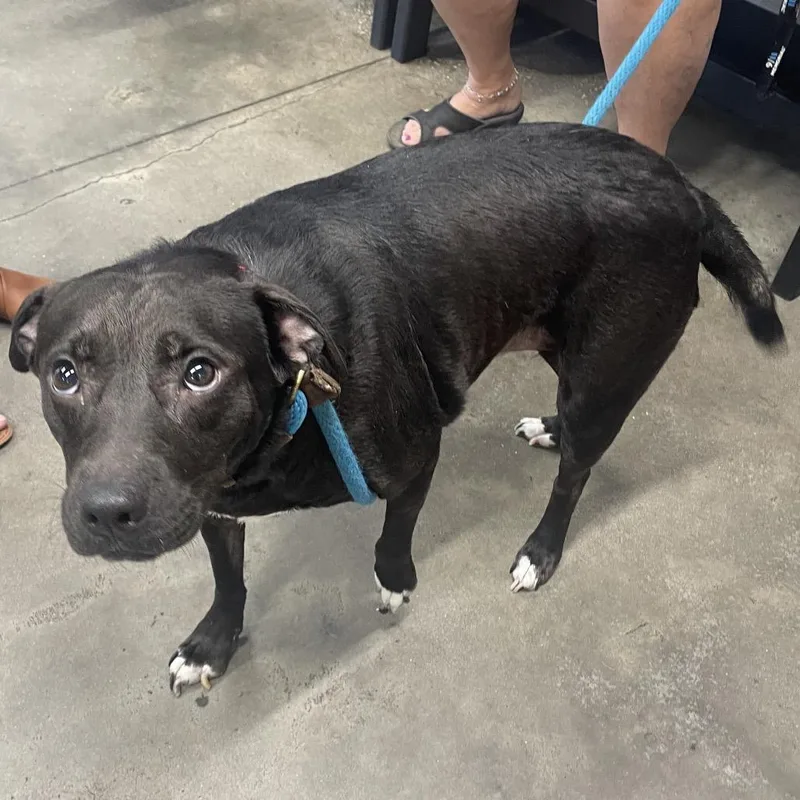 An adult medium-sized female Black Terrier dog named Lizzy for adoption in Tampa, FL