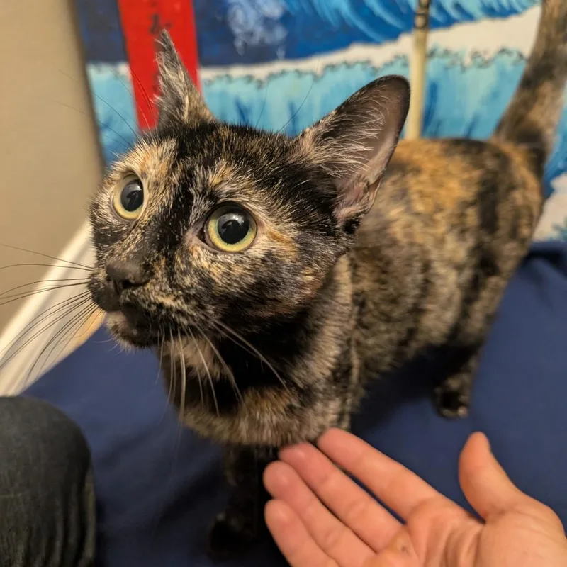 A baby medium-sized female Tortoiseshell Domestic Short Hair cat named Maya Tres for adoption in Long Beach, CA