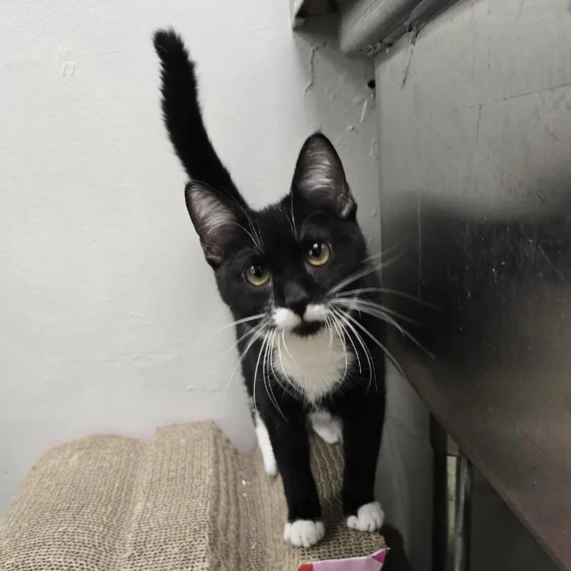 A young small-sized female Black Domestic Short Hair cat named Purrincess for adoption in Williston, FL