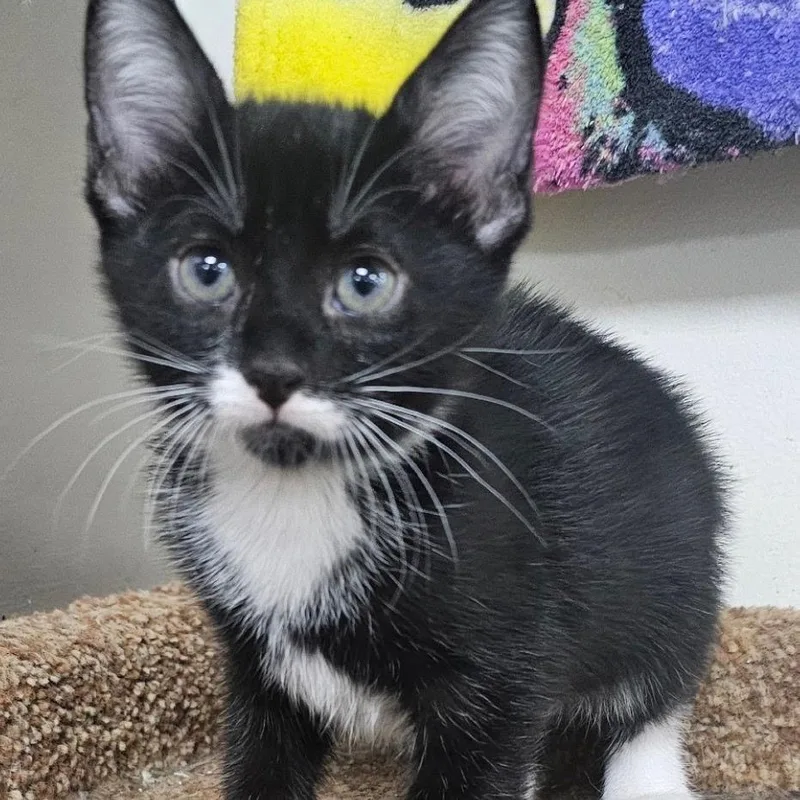 Purrincess thumbnail 2