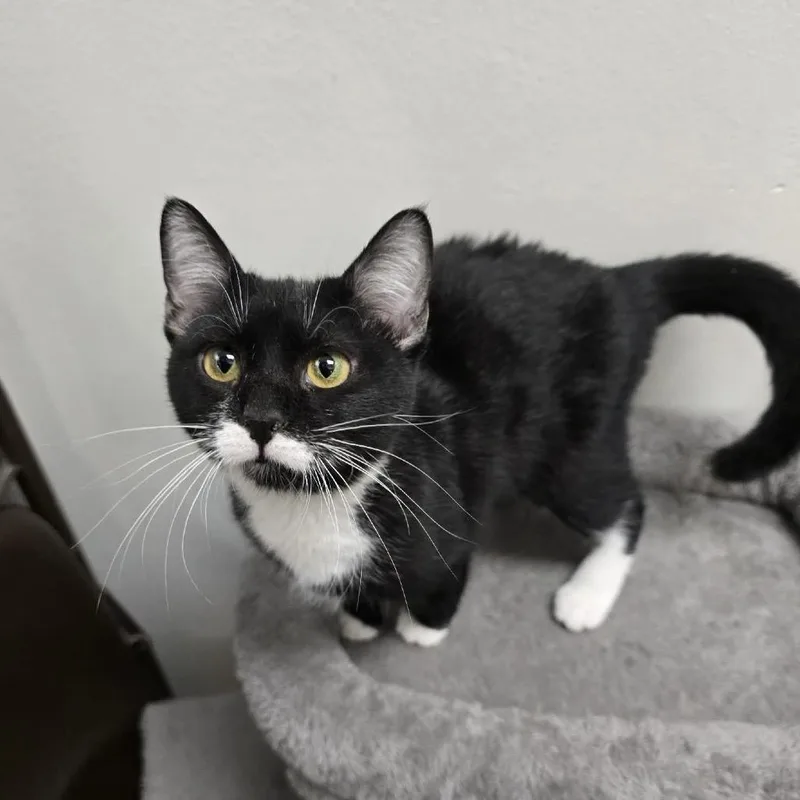 Purrincess thumbnail 3