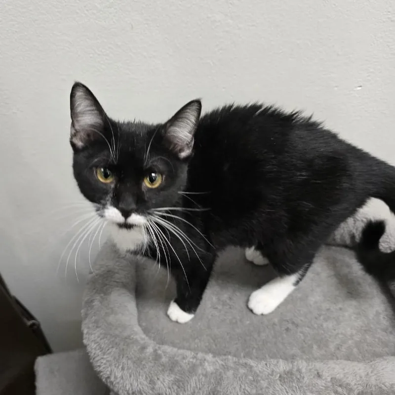 Purrincess thumbnail 4