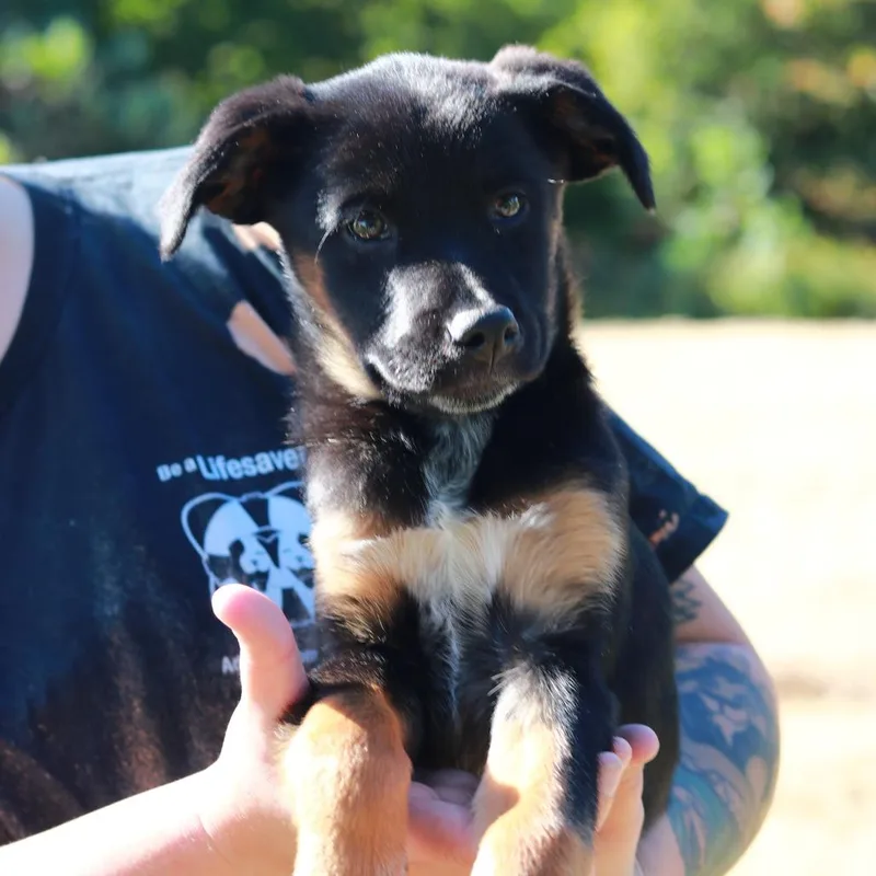A baby medium-sized female German Shepherd Dog dog named CT Baby for adoption in Eastford, CT