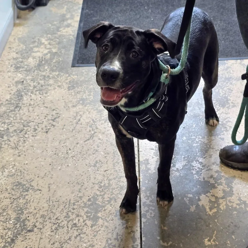 A baby medium-sized female Black Mixed Breed dog named Hera for adoption in Saint Marys, PA