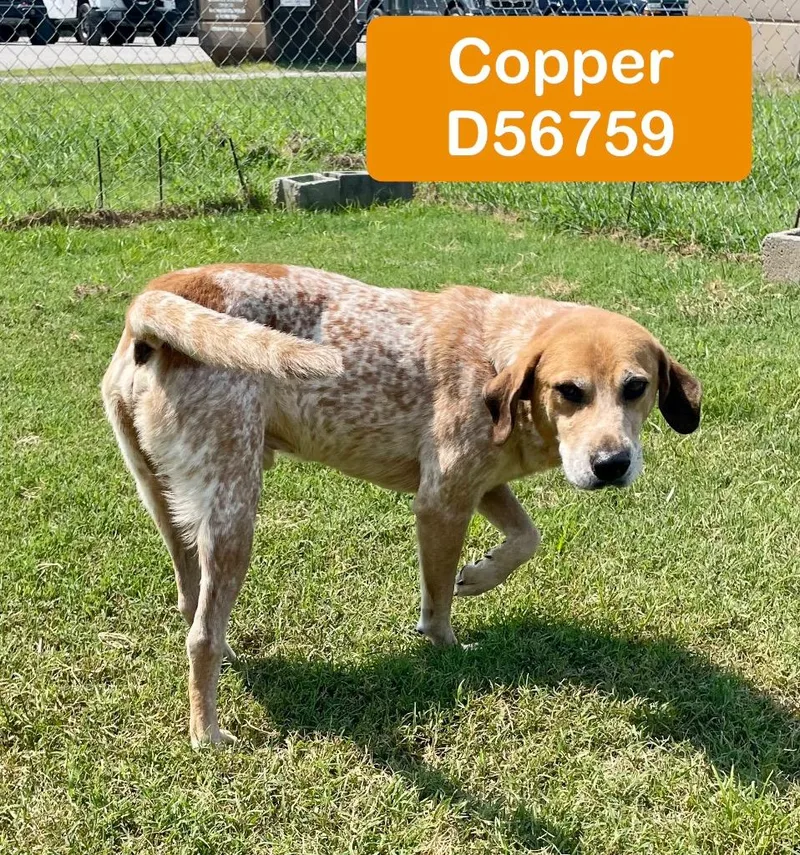 Copper