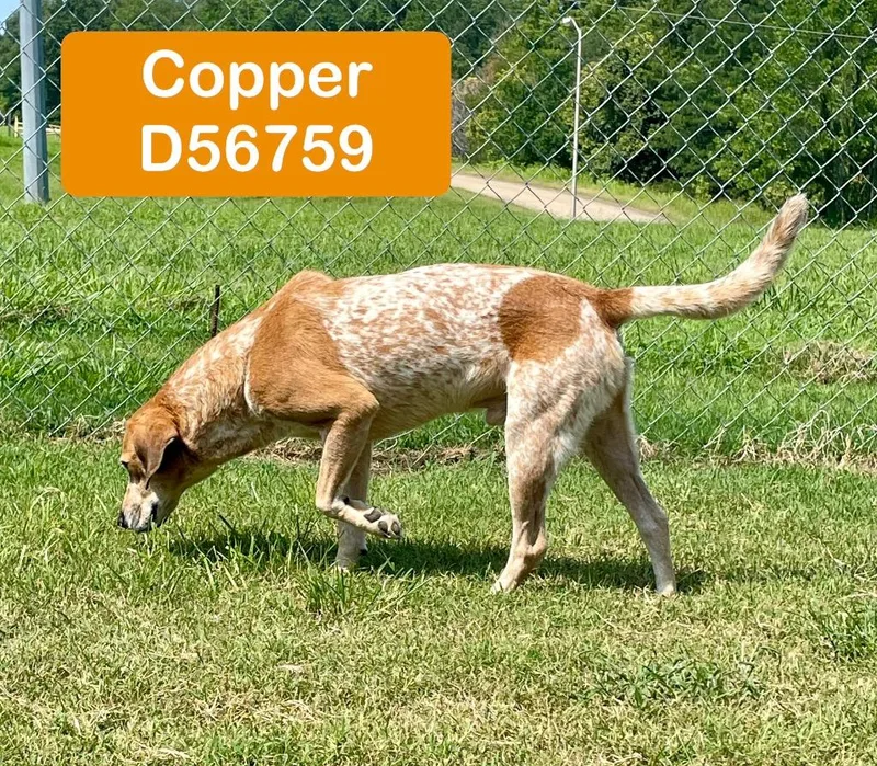 Copper thumbnail 2