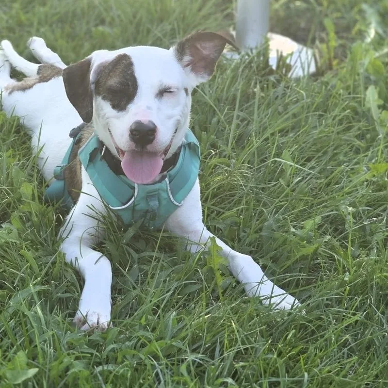 Bella thumbnail 2