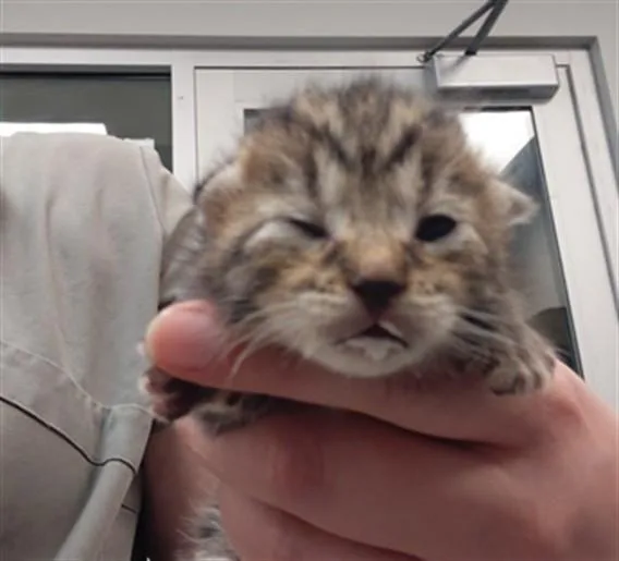 A baby small-sized female Domestic Short Hair cat named Alicent for adoption in Riverside, CA